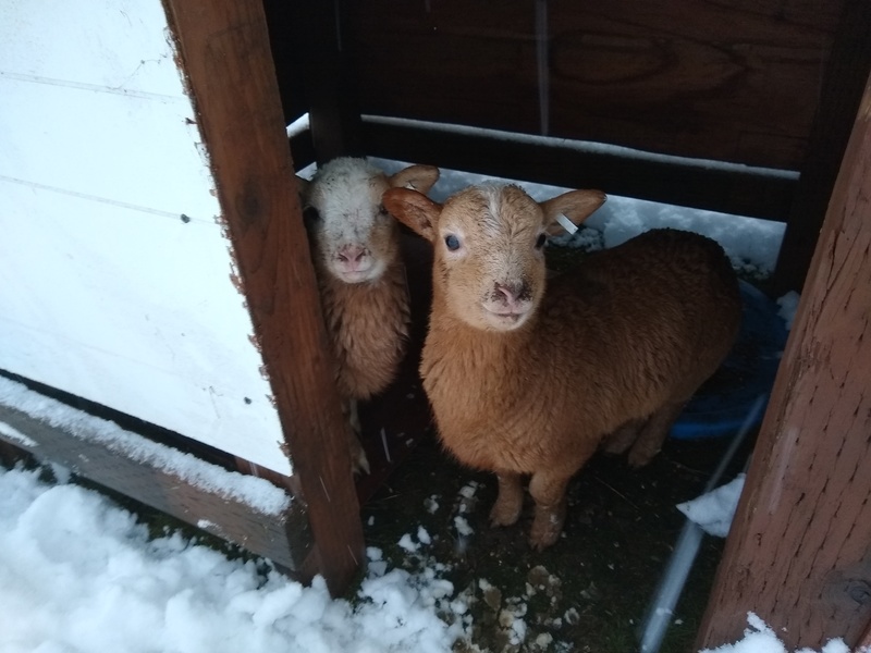 Mon 7am: Sheep say: We are staying inside!
