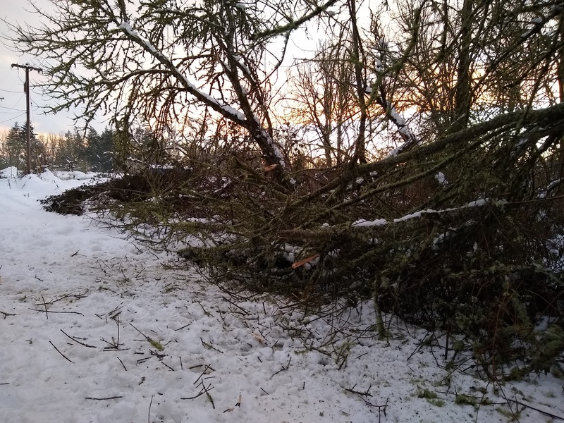 Wed 5pm: Joseph cut the branches blocking the road and hauled them out of the way
