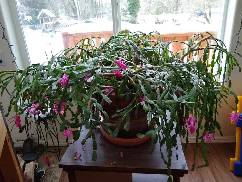 How cold is too cold for a Christmas cactus?
