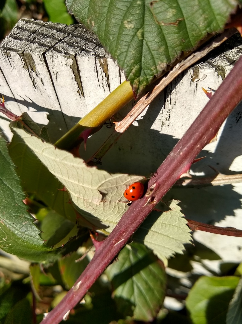 First Ladybug sighting of the season.