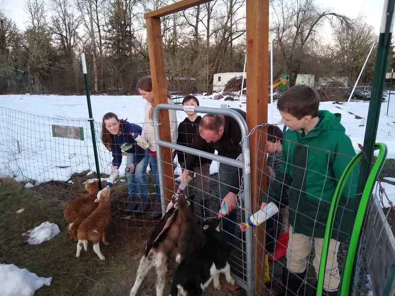 Sun: Frankel family feeds the sheep and goats.