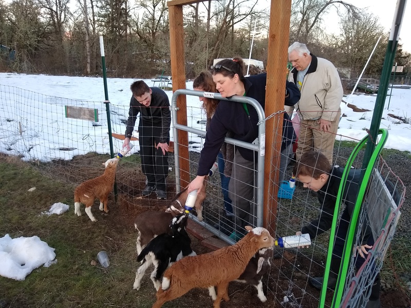 Mon: Melissa Stoddard and her family feed the sheep and goats.