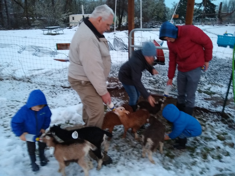 Wed: Hansen family feeds the sheep and goats.