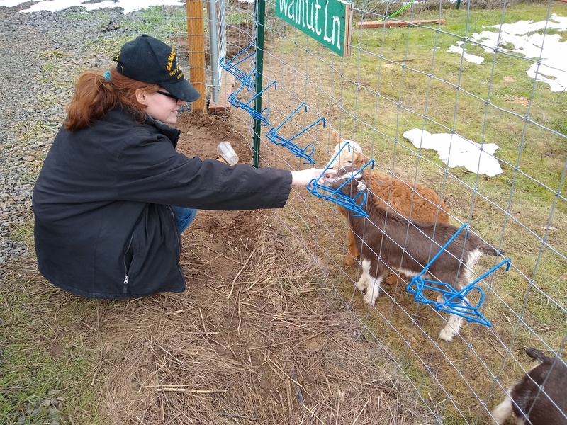 Fri: Patricia DeVall feeds the sheep.