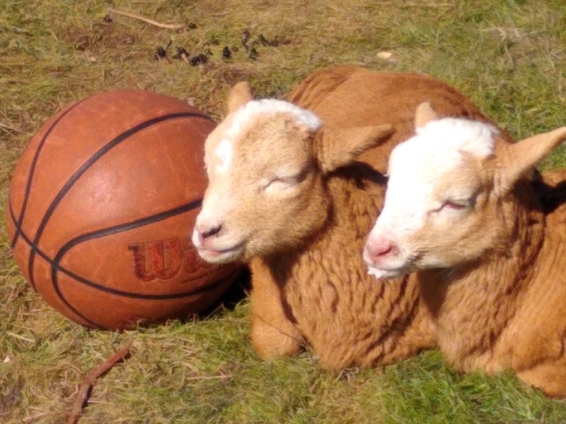 Basketball and sheep.