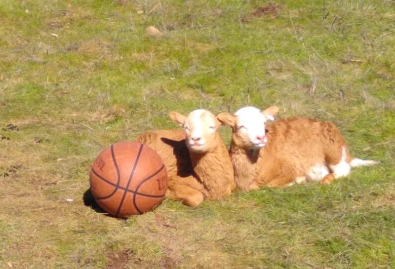Basketball and sheep
