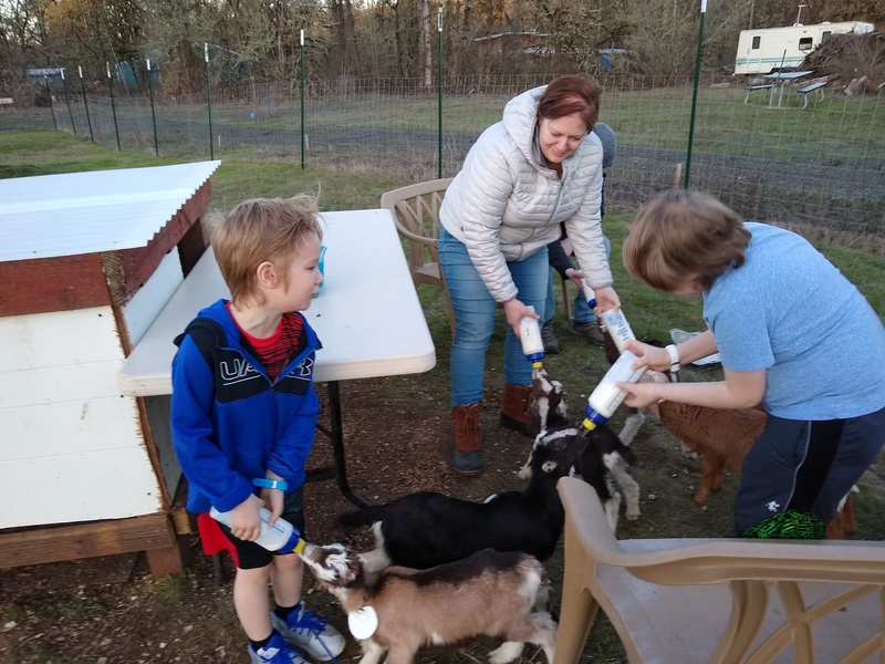 Sun: Keister Family feeds the goats and sheep.