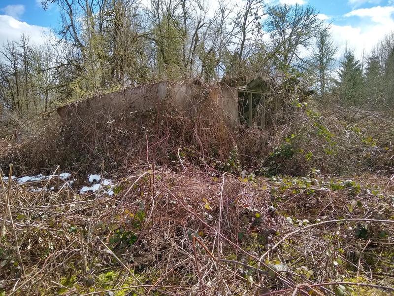 With all the black berry vines collapsing I can see the building next door that is near our property line. I have never seen it before.