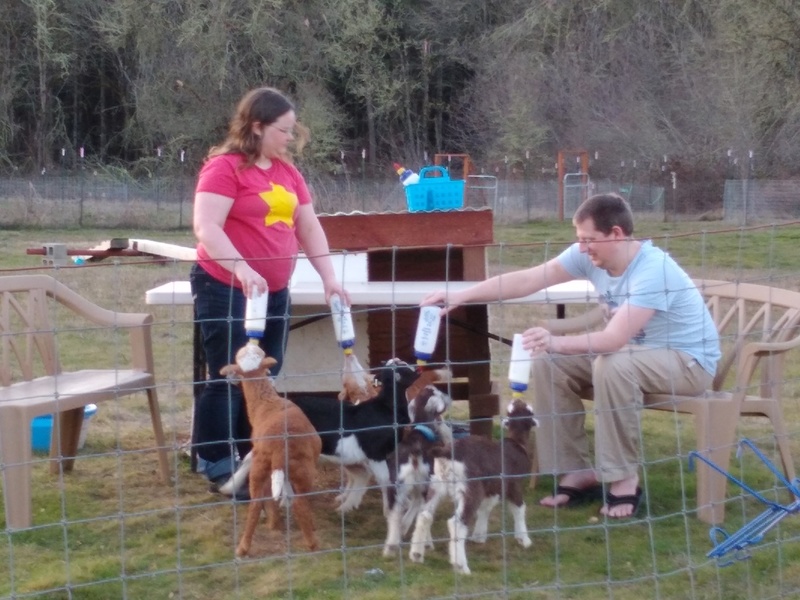 Stephanie and Isaac feed the sheep and goats.