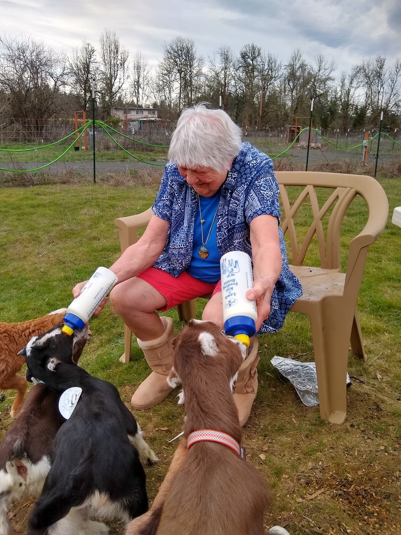 Nadine Chapin feeds the goats and sheep.
