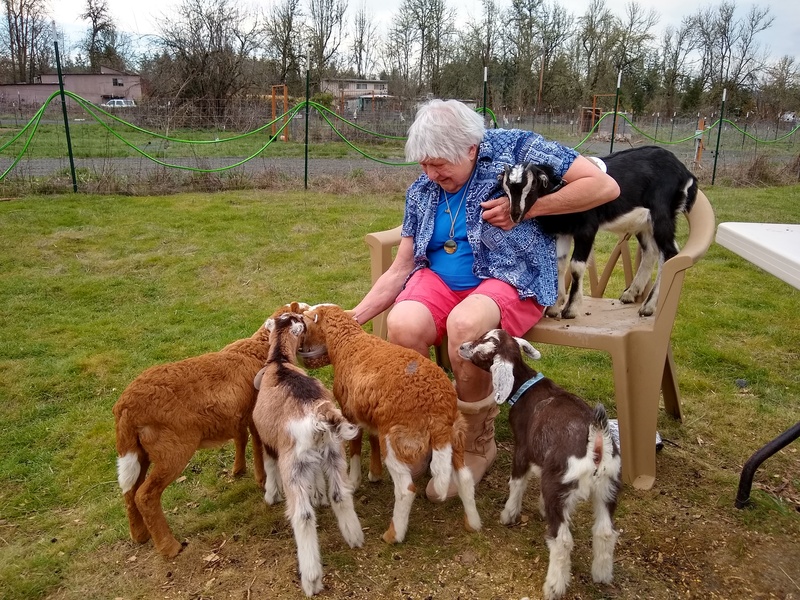 Nadine Chapin feeds the goats and sheep.