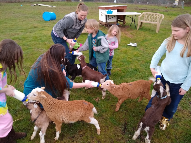 The Fifield and Rose families feed the goats and sheep.