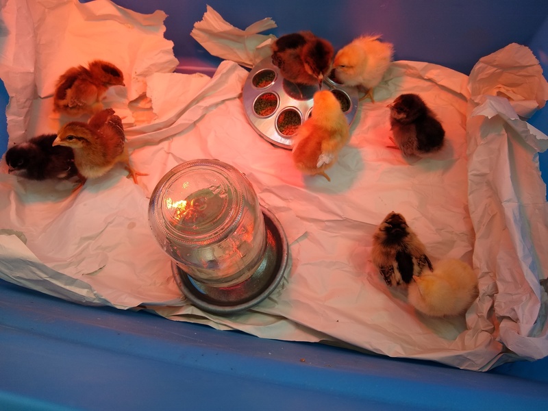 All nine chicks.
