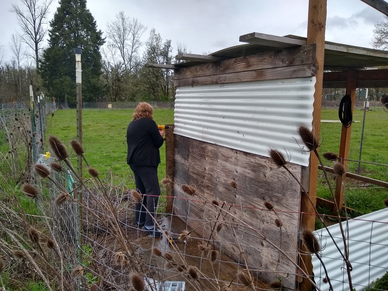 Lois installs corrugated panels to keep the rain out of the sheep shed.