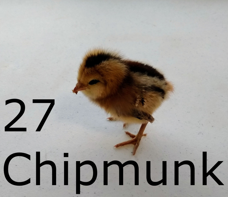 #27 Chipmunk is an Easter Egger