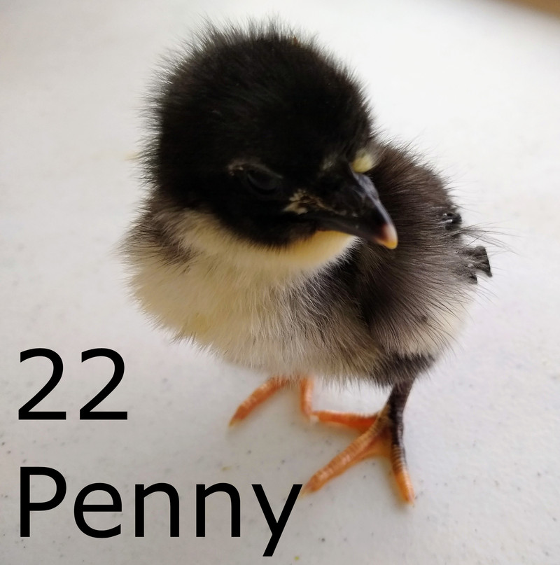 #22 Penny