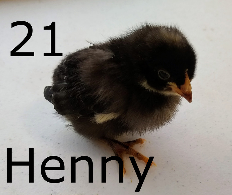 #21 Henny