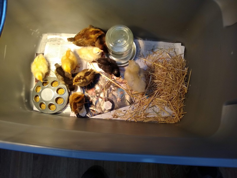 Chicks in a bin.