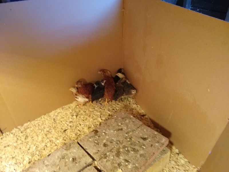 Nancy's chicks