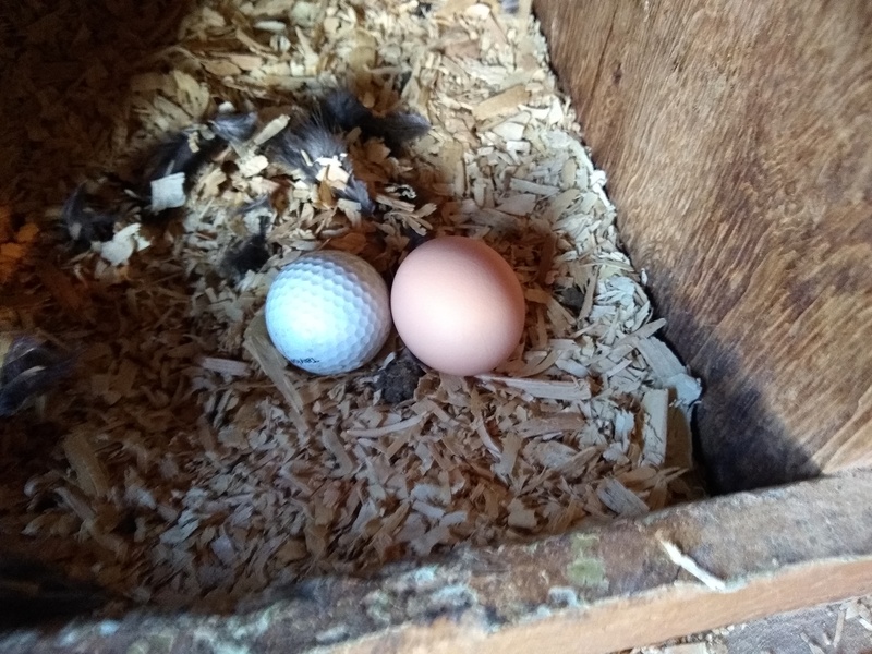 Nancy's hen house; golf ball and egg