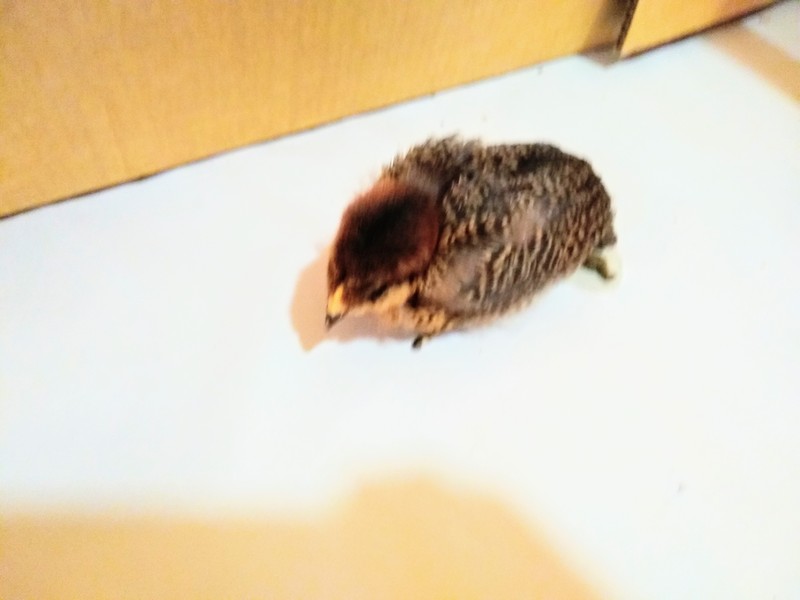 Red was the first chick to fly out of the box. Then she couldn't figure out how to get back.