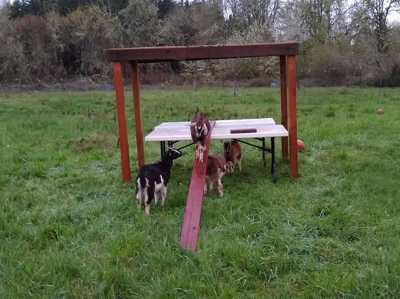 The goats are learning how to go up and down the ramp.