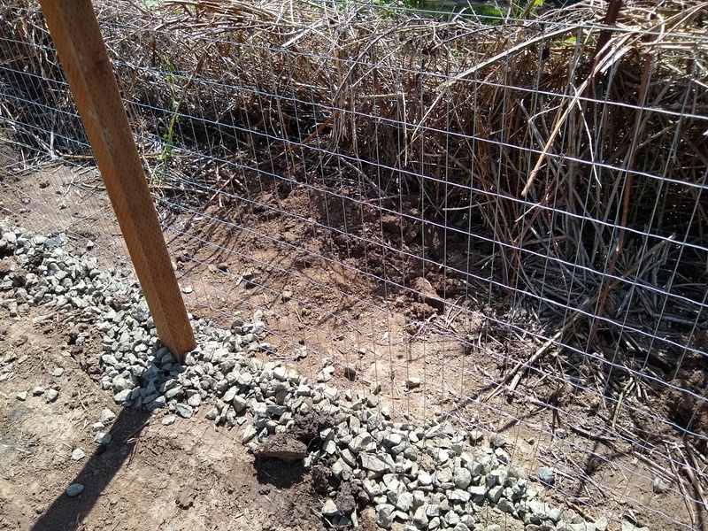 South fence has gravel along it to deter diggers in the chicken run.