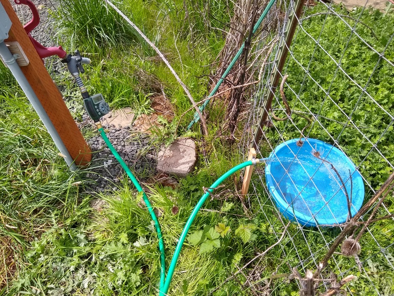 East Pasture watering station on a new six-foot hose.