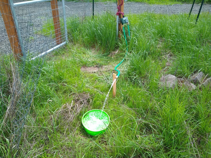 South Pasture watering station on a new six-foot hose.