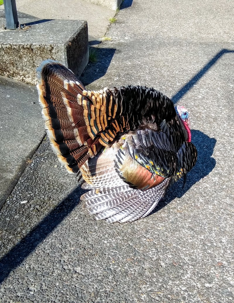 Lois encountered a turkey at LCC, the local community college