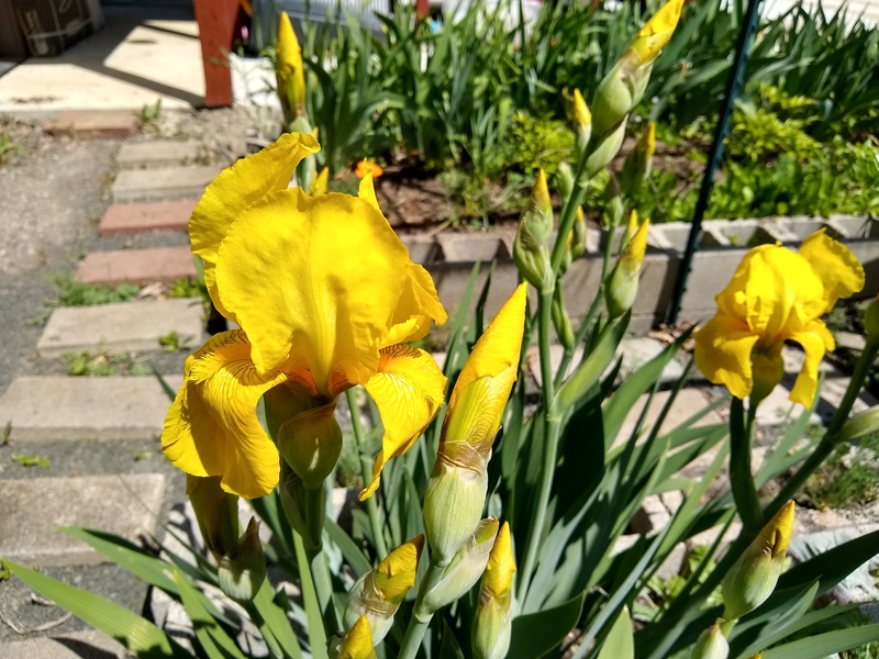 Beautiful yellow iris from the gardens of Rosewold. Yellow is the first to bloom.