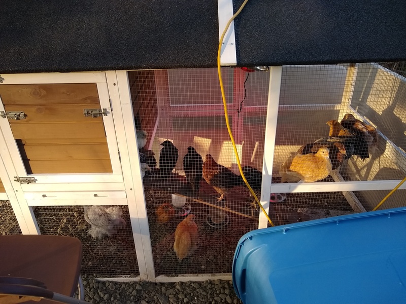 Do you think the chicken like to get higher to the heatlamp?