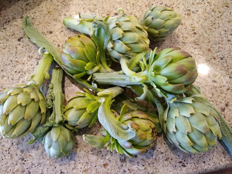 Artichokes from the gardens of Rosewold.