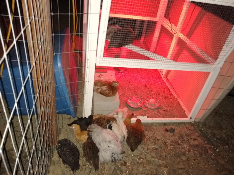 Chickens huddle just outside the coop, when they could have easily gone inside.