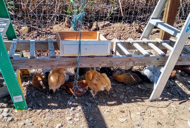 Chickens enjoying the shade under their new unfinished playground.