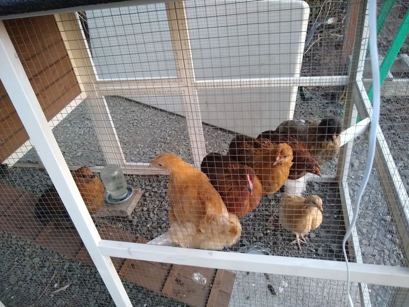 Chickens on the roost in their coop