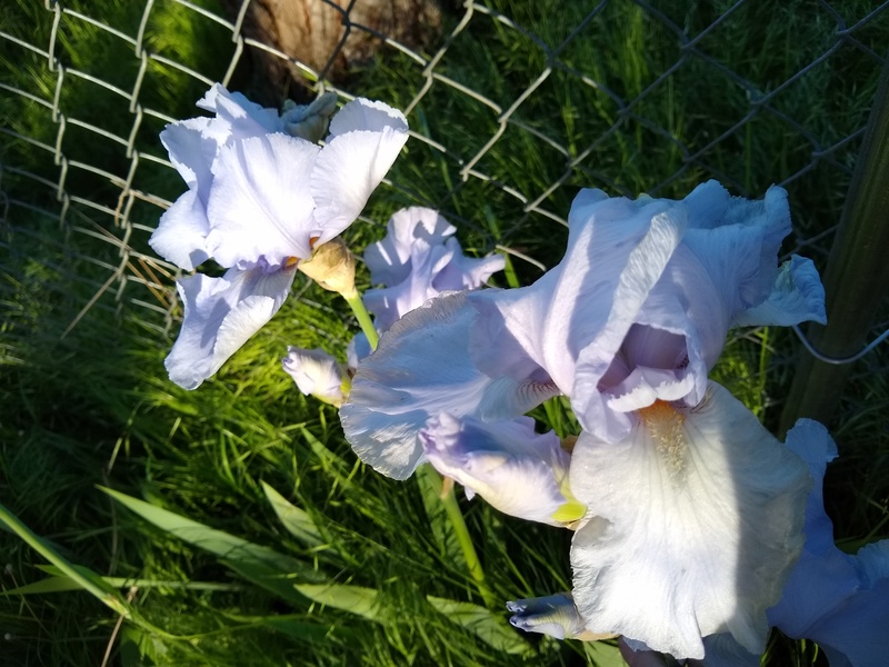 East Fence irises