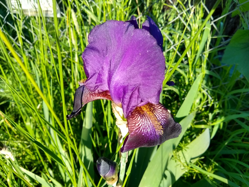 East Fence irises