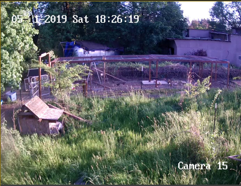 Chicken run from security camera 15 on the guesthouse.