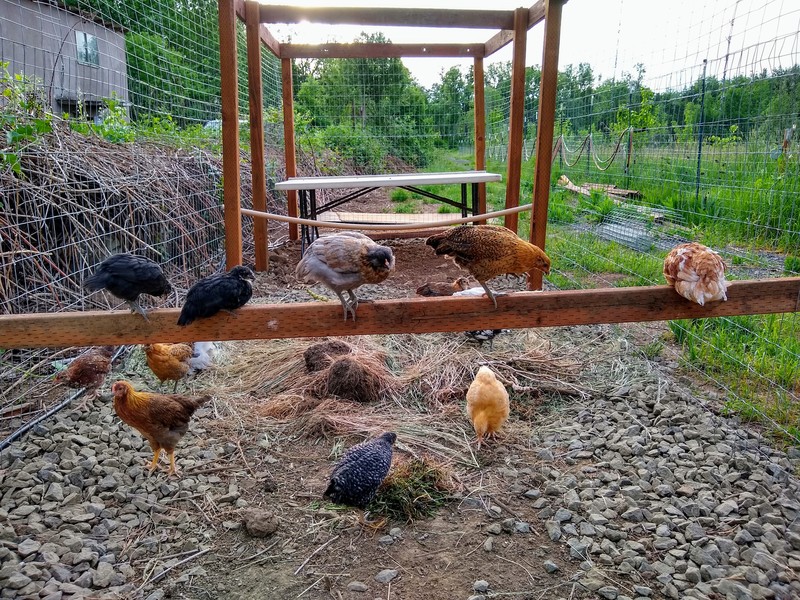 Chickens happily roosting on anything they can get their claws around.