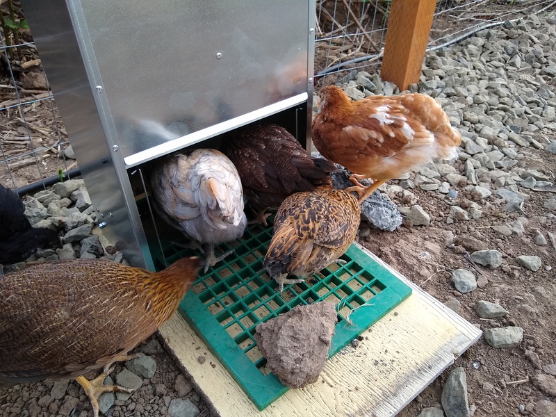 New chicken feeder is getting some use.