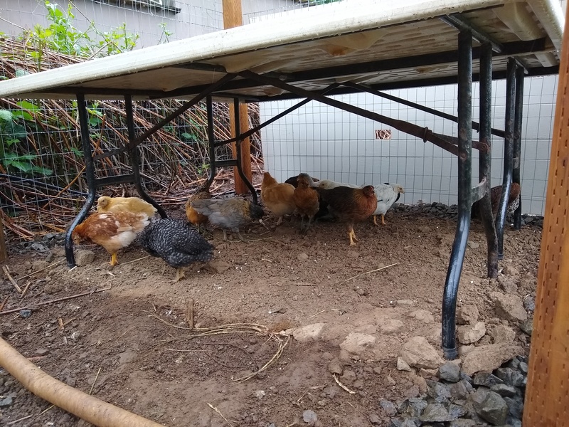 Chickens under folding banquet tables hiding from the rain.