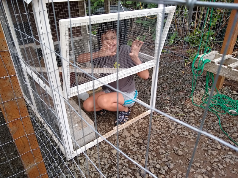 Alex in the Chicken Coop