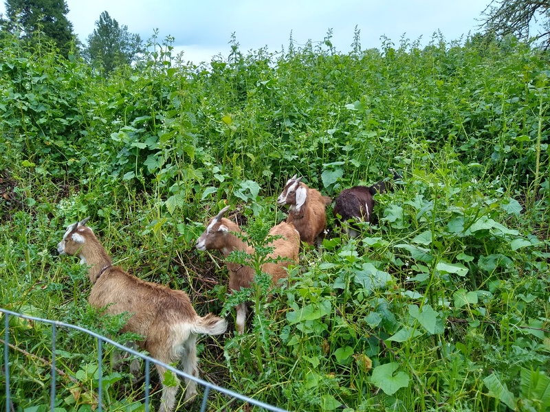Goats Meet Dog and seem a bit unsure of things.