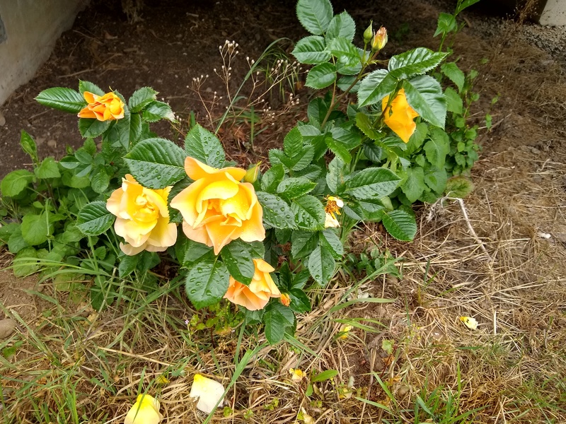 Yellow Roses in the Gardens of Rosewold.