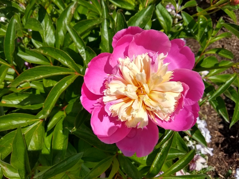 Jordan River UT Temple: Flower