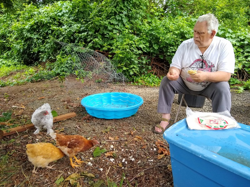 Don throws tortilla pieces to the chickens.