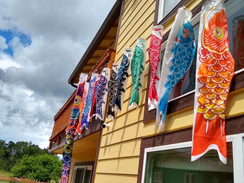 Colorful Koi on the House.