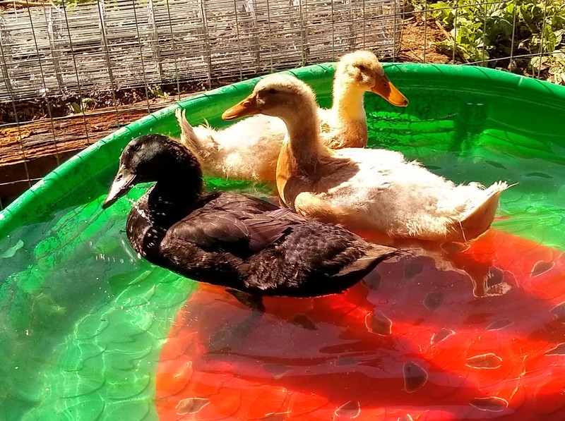 The ducks enjoy a wading pond.
