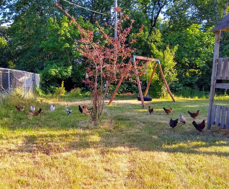The chickens are ranging farther and farther from their pen.